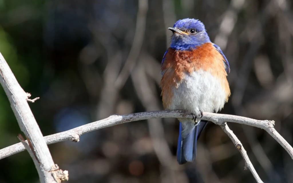 Western Bluebird — native valley wildlife. Cowichan’s Bring Back the Bluebirds project restored nesting habitat across the valley. Collective Space advocates for the living commons — land, water, and species we all share.